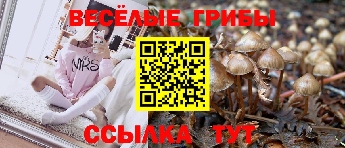 Курчалой  Галлюциногенные грибы Cubensis  Вход с VPN 