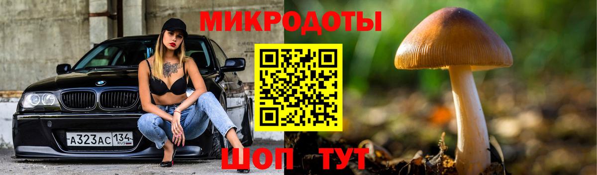 Галлюциногенные грибы Psilocybe Курчалой